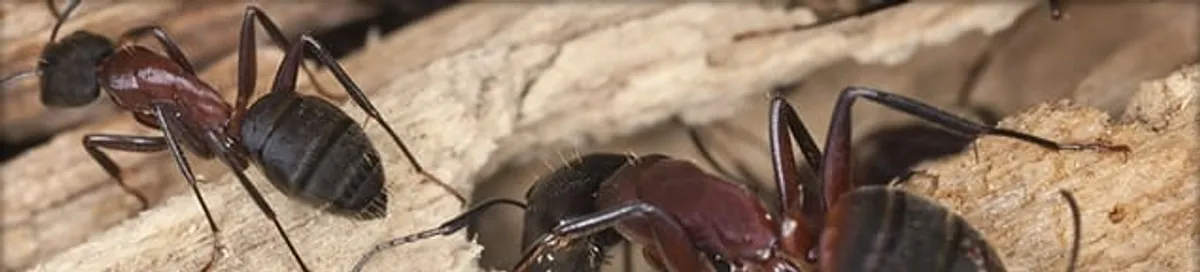 Close-up of ants on wood showing an active ant infestation in Fort Wayne, IN