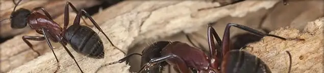 Close-up of ants on wood showing an active ant infestation in Fort Wayne, IN