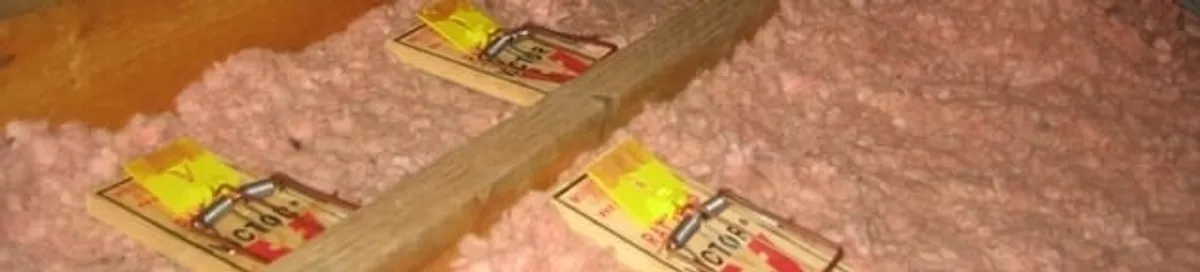 Mouse traps placed in an attic for rodent control in Fort Wayne, IN