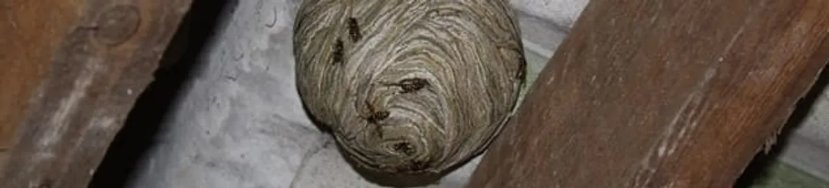 Wasp nest in an attic space, a common home infestation risk in Fort Wayne, IN