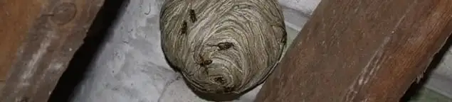 Wasp nest in an attic space, a common home infestation risk in Fort Wayne, IN