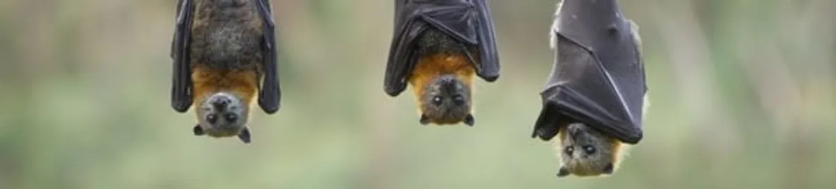 Bats roosting together, a common sign of a bat infestation in Fort Wayne, IN
