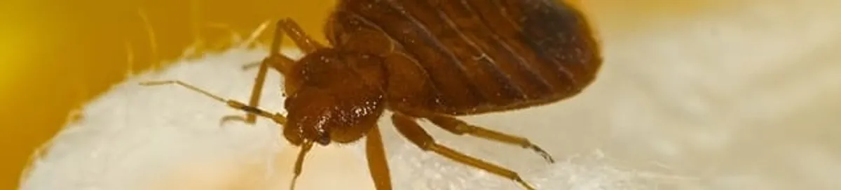 Close-up of a bed bug, a sign of an active infestation in Fort Wayne, IN