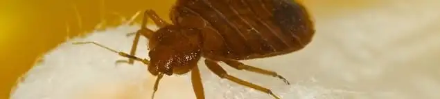 Close-up of a bed bug, a sign of an active infestation in Fort Wayne, IN