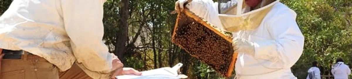 Bee removal specialists relocating a hive and honeycomb safely in Fort Wayne, IN