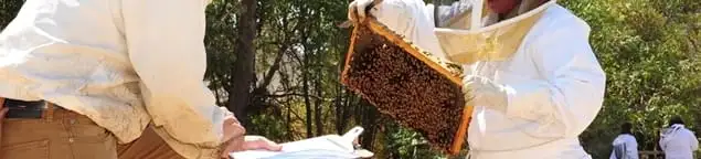 Bee removal specialists relocating a hive and honeycomb safely in Fort Wayne, IN