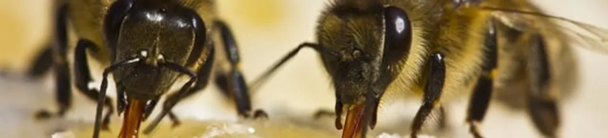 Close-up of honey bees, a sign of a nearby hive in Fort Wayne, IN