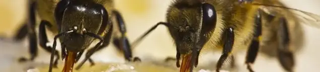 Close-up of honey bees, a sign of a nearby hive in Fort Wayne, IN