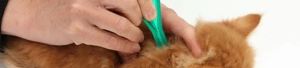 Flea treatment for pets using a flea comb, a sign of flea problems in Fort Wayne, IN