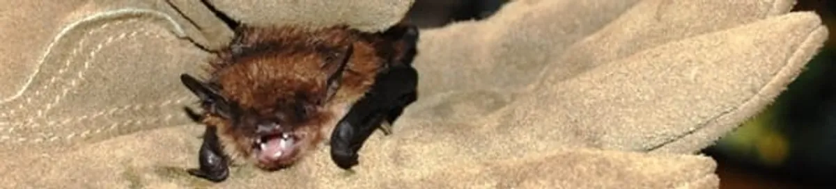 Bat removal specialist holding a bat safely during humane exclusion in Fort Wayne, IN