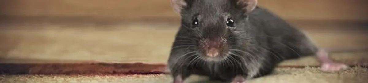 Mouse indoors, a common sign of a rodent infestation in Fort Wayne, IN