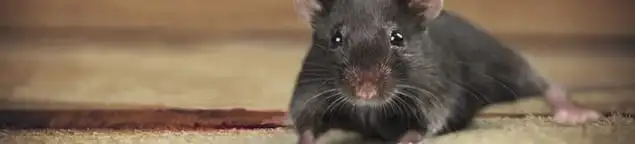 Mouse indoors, a common sign of a rodent infestation in Fort Wayne, IN