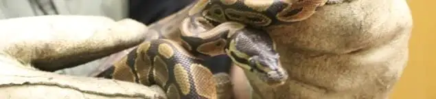 Snake removal specialist safely handling a snake with protective gloves in Fort Wayne, IN