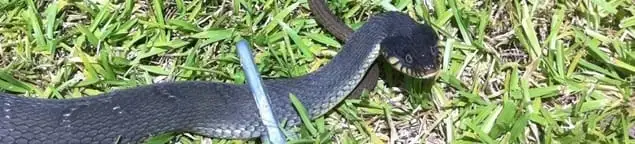 Snake in a yard, a common sign of a snake problem near a home in Fort Wayne, IN