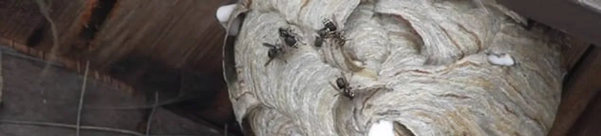Close-up of a wasp nest with active wasps, a sign of an infestation in Fort Wayne, IN