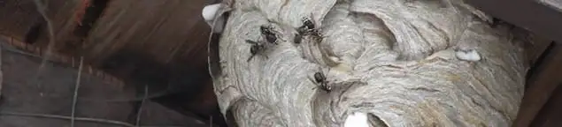Close-up of a wasp nest with active wasps, a sign of an infestation in Fort Wayne, IN